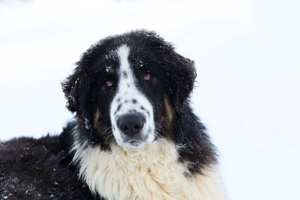 Bolgár juhász, Karakachan kutya portré — Stock Fotó