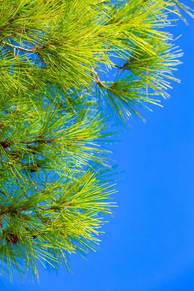 Pin arbre forestier et ciel bleu à Halkidiki, Grèce — Photo