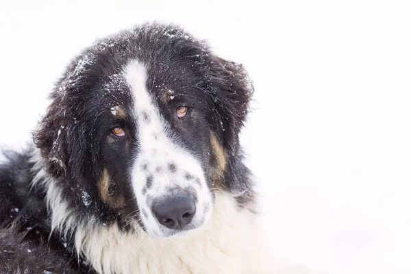 Bulgariska Shepherd, Karakachan Dog Porträtt — Stockfoto