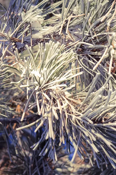 Branche congelée de conifères avec neige — Photo