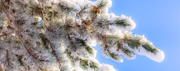 雪と冷凍針葉樹の木の枝 — ストック写真