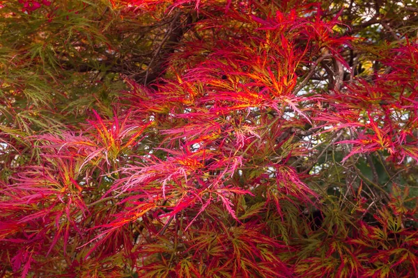 Folhas vermelhas brilhantes em um bordo japonês — Fotografia de Stock
