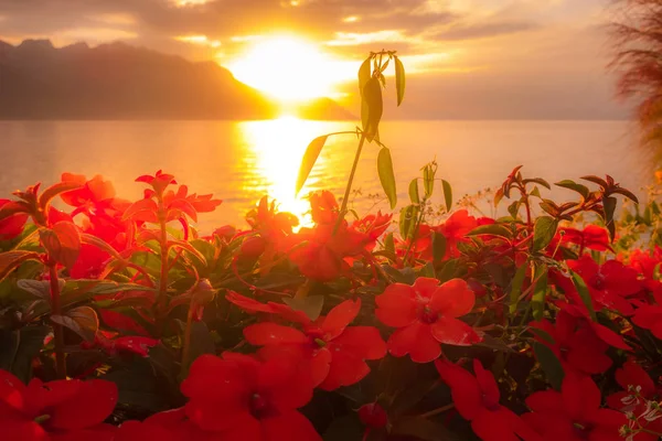 瑞士日内瓦花和湖日落 — 图库照片