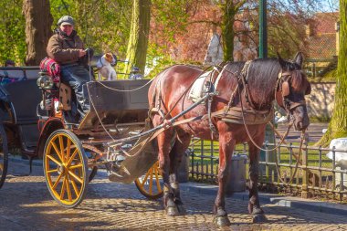Fiaker turistler Bruges, Belçika için bekleyen kahverengi at ile