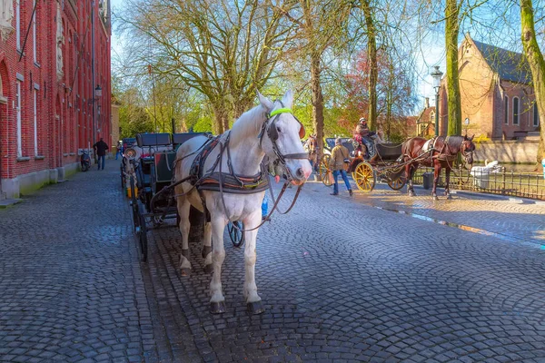Фиакер с коричневой лошадью ждет туристов в бельгийском Брюгге — стоковое фото