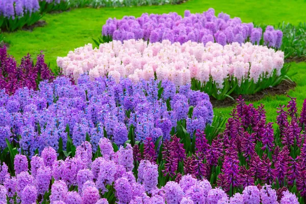 Keukenhof roxo e flores lilás, Países Baixos — Fotografia de Stock