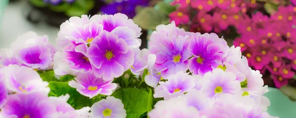 Violas ou pansies close-up banner view — Fotografia de Stock