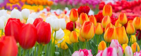 Tulip flowerbed, red, yellow, white panorama
