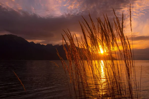 Lago do por do sol com flores de junco, sol do por do sol — Fotografia de Stock