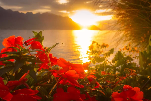 Flores e Lago Genebra, Suíça por do sol — Fotografia de Stock