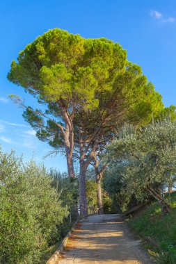Çam ağacı sokağı, Toskana, İtalya
