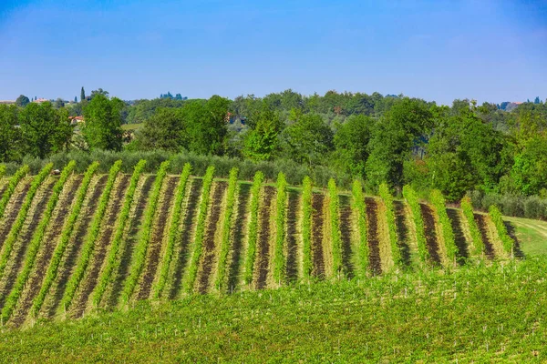 Italia, paisaje toscano con hileras de viñedos —  Fotos de Stock