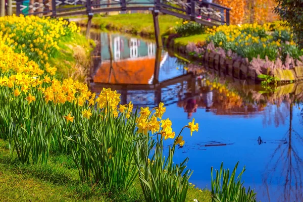 Zaanse Schans, Holland, daffodil flowers and water