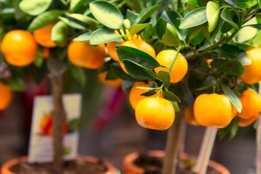 Çiçek pazarında satılık Mandarin ağaçları