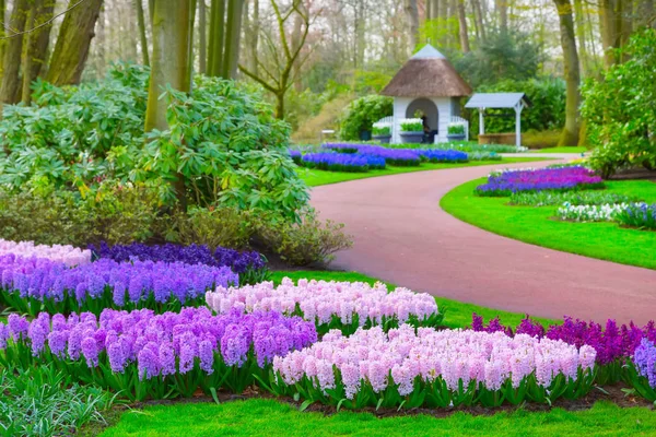 Keukenhof roxo e flores lilás, Países Baixos — Fotografia de Stock