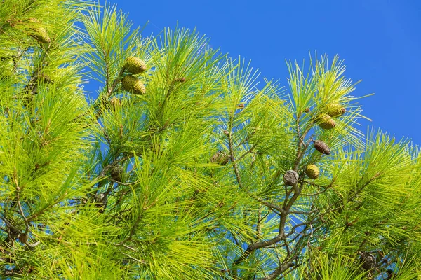 Kiefernwald und blauer Himmel in Chalkidiki, Griechenland — Stockfoto