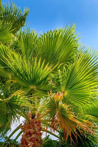 翠绿的棕榈树和蔚蓝的云天 — 图库照片