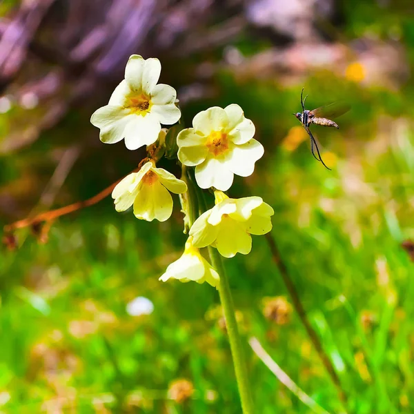 Sarı çiçek ve uçan böcek. — Stok fotoğraf