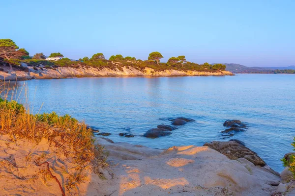 Pine trees, Karidi beach, Vourvourou, Greece — Stock Photo, Image