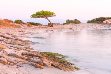 Çam ağacı, Karidi plajı, Vourvourou, Yunanistan