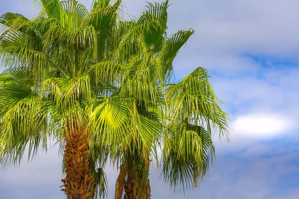 Green palm trees in the blue cloudy sky — Stock Photo, Image