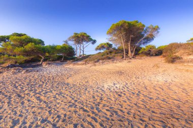 Çam ağaçları, Karidi plajı, Vourvourou, Yunanistan