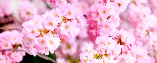 Pink cherry blossom branch, Sakura flowers — Stock Photo, Image