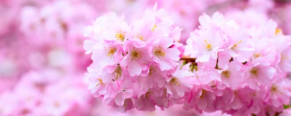 Pink cherry blossom branch, Sakura flowers — Stock Photo, Image