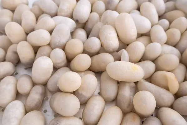 Silkworm cocoons natural source of silk — Stock Photo, Image
