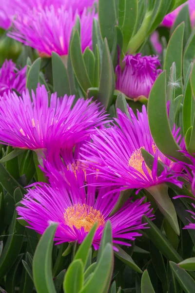 Carpobrotus edulis buz bitkisi — Stok fotoğraf