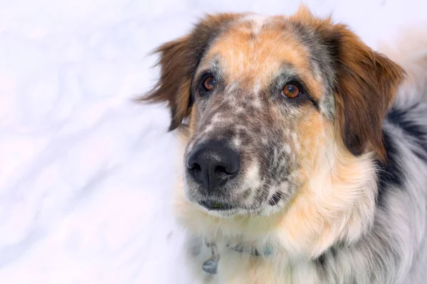 Grote hond muilkorf close-up — Stockfoto