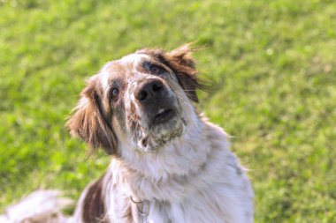 Köpek ağızlığı yakından, yukarı bakıyor.
