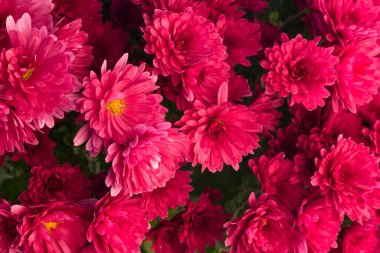 kırmızı kasımpatı dokusu arkaplanı