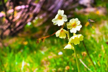 Sarı çiçek ve uçan böcek.