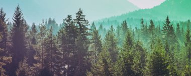 Çam ağaçları siyah şekillendirilmiş siluet fotoğraf