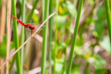 Kızıl yusufçuk pipetin üzerinde dinleniyor.