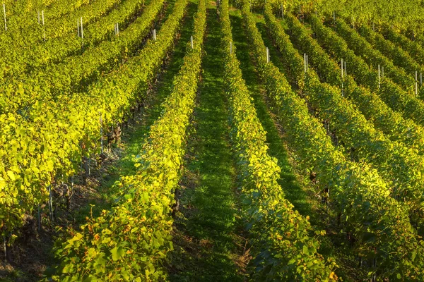 Gyönyörű zöld szőlő sorok — Stock Fotó