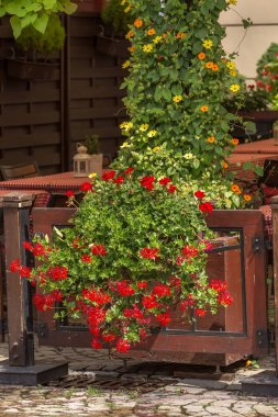 Açık kafe yakınlarında çiçekler ve çitler.