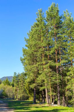 Ahşap, çam ağaçları, Bansko, Bulgaristan