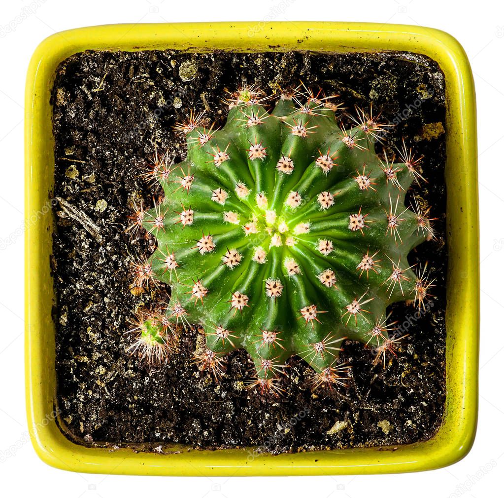 Green cactus in the yellow flowerpot top view
