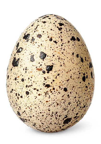 Single quail egg vertical — Stock Photo, Image