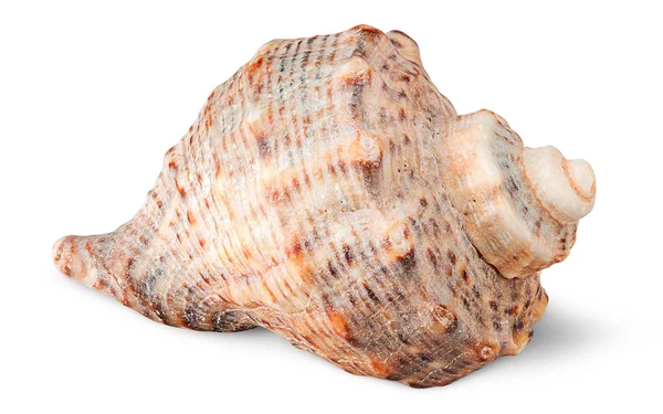 Seashell rapana vista lateral — Fotografia de Stock