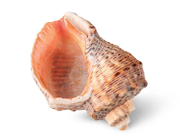 Seashell rapana verticalmente —  Fotos de Stock
