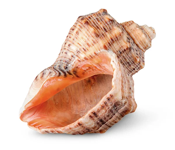 貝殻 rapana 垂直方向に回転 — ストック写真