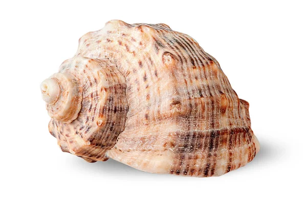 Seashell rapana yan görünümü döndürülmüş