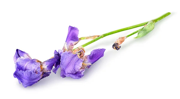 O singură floare de iris minciună — Fotografie, imagine de stoc