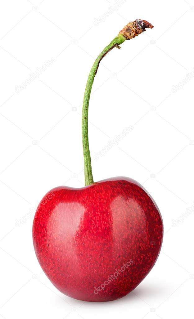 Cipariss