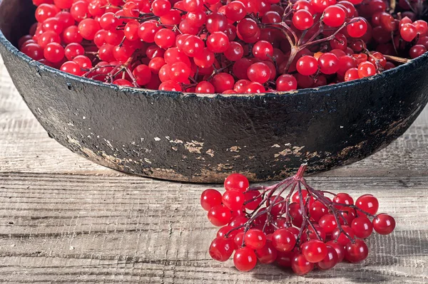 Gros plan viburnum dans une poêle en fonte — Photo