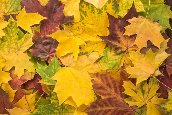 Herfst achtergrond met esdoorn bladeren Stockfoto