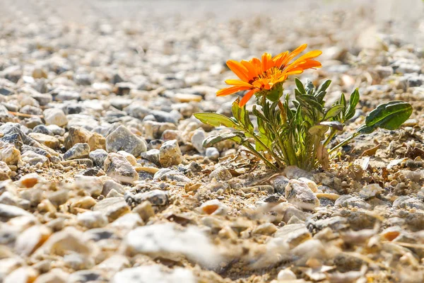 Flori strălucitoare singure pe un drum stâncos — Fotografie, imagine de stoc